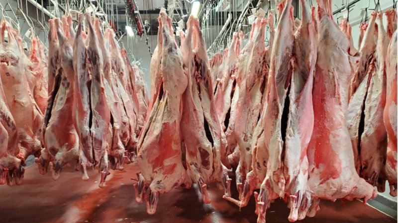 From Chaos to Cleanliness: How Algeria’s High-Tech Slaughterhouses Are Revolutionizing Eid al-Adha and Ending Urban Sacrificial Disorder