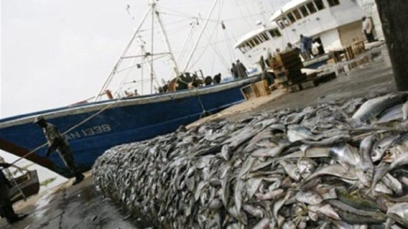 65% de “la production halieutique du Maroc” provient du seul port de Dakhla