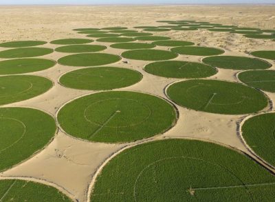 Agriculture: autorisation d’établir 6 investissements dans l’agriculture du désert
