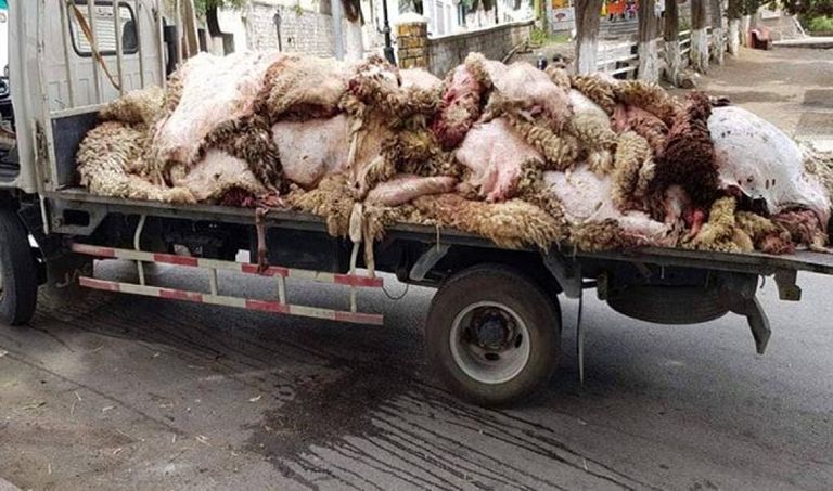 Les entreprises du ministère de l’Industrie collectent les peaux d’animaux sacrifiés