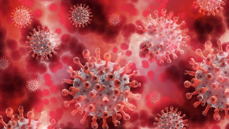 OMS : Le variant indien deviendra l’image dominante du virus Corona