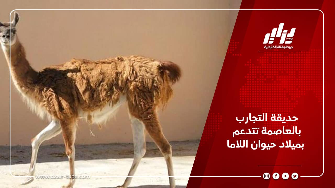حديقة التجارب بالعاصمة تتدعم بميلاد حيوان اللاما