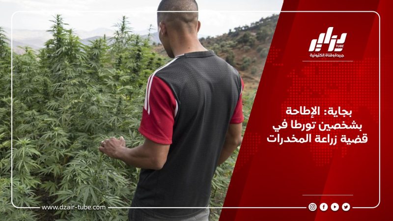 بجاية: الإطاحة بشخصين تورطا في قضية زراعة المخدرات