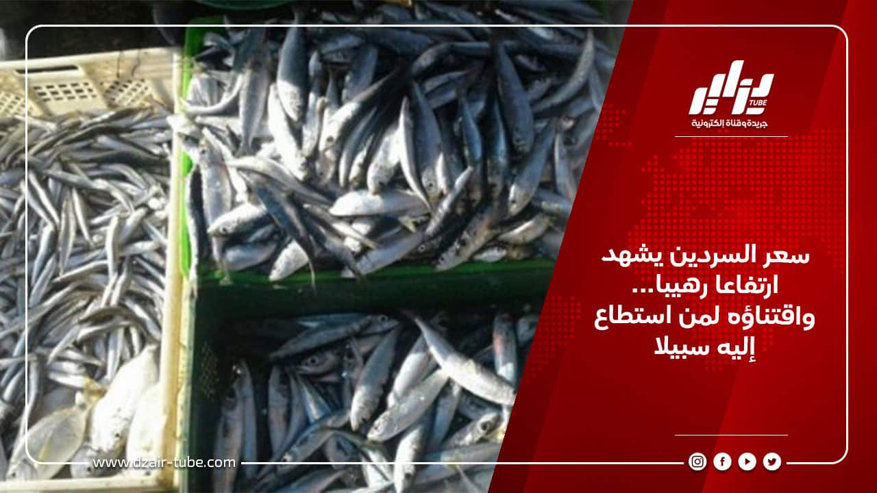 سعر السردين يشهد ارتفاعا رهيبا… واقتناؤه لمن استطاع إليه سبيلا