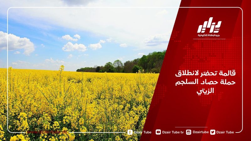 قالمة تحضّر لانطلاق حملة حصاد السلجم الزيتي