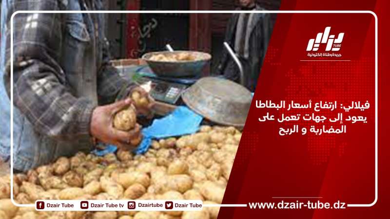 فيلالي: ارتفاع أسعار البطاطا يعود إلى جهات تعمل على المضاربة و الربح