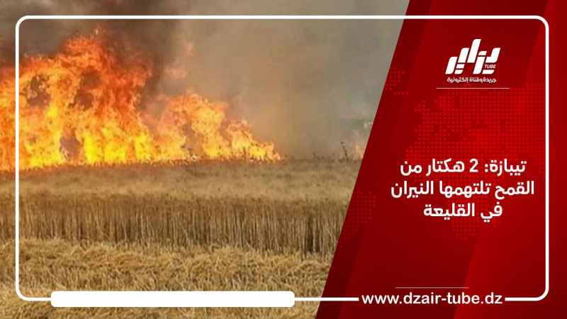 تيبازة: 2 هكتار من القمح تلتهمها النيران في القليعة