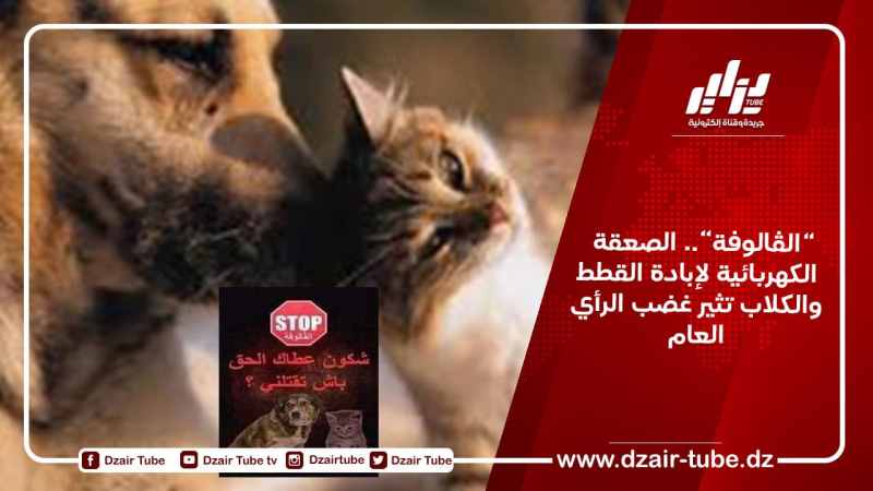 “الڨالوفة”.. الصعقة الكهربائية لإبادة القطط والكلاب تثير غضب الرأي العام