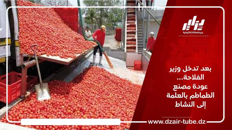 بعد تدخل وزير الفلاحة… عودة مصنع الطماطم بالعلمة إلى النشاط