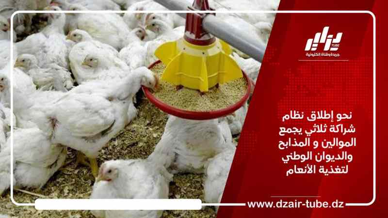 نحو إطلاق نظام شراكة ثلاثي يجمع الموالين والمذابح والديوان الوطني لتغذية الأنعام