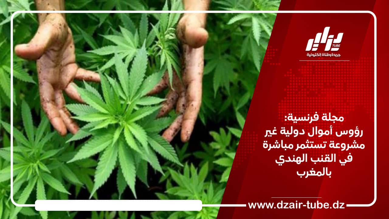 مجلة فرنسية: رؤوس أموال دولية غير مشروعة تستثمر مباشرة في القنب الهندي بالمغرب