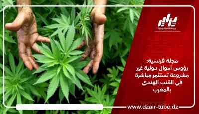 مجلة فرنسية: رؤوس أموال دولية غير مشروعة تستثمر مباشرة في القنب الهندي بالمغرب