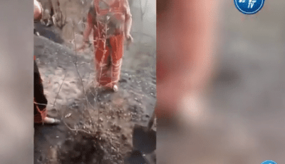 أطفال ونساء منطقة القبائل يغرسون أشجار الزيتون في المناطق المتضررة