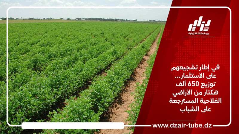 في إطار تشجيعهم على الاستثمار… توزيع 650 ألف هكتار من الأراضي الفلاحية المسترجعة على الشباب