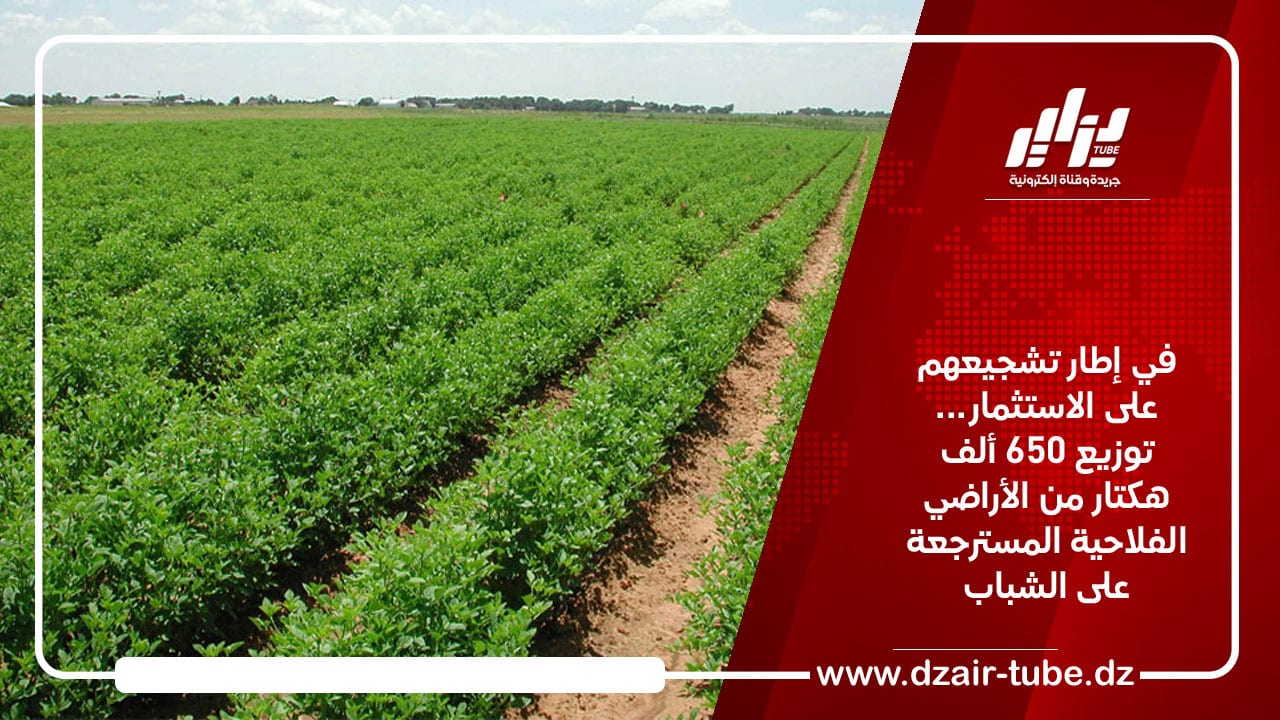 في إطار تشجيعهم على الاستثمار… توزيع 650 ألف هكتار من الأراضي الفلاحية المسترجعة على الشباب