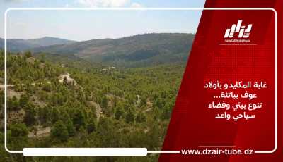غابة المكايدو بأولاد عوف بباتنة… تنوع بيئي وفضاء سياحي واعد