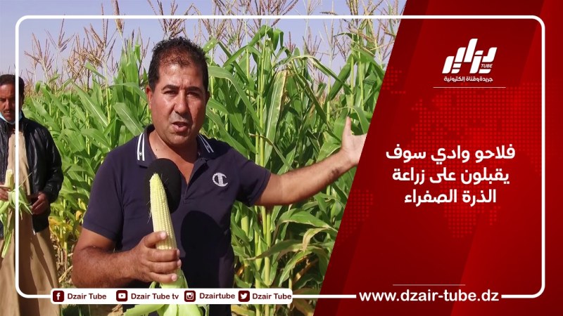 فلاحو وادي سوف يقبلون على زراعة الذرة الصفراء