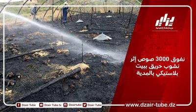 نفوق 3000 صوص إثر نشوب حريق ببيت بلاستيكي بالمدية