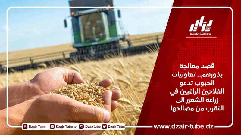 قصد معالجة بذورهم.. تعاونيات الحبوب تدعو الفلاحين الراغبين في زراعة الشعير الى التقرب من مصالحها