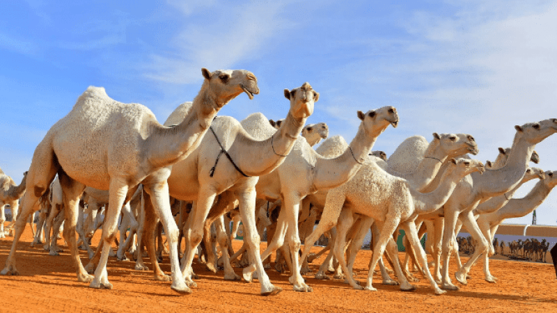 عبد الحفيظ هني يدعو إلى إشراك المهنيين على المستوى المحلي في جميع الإجراءات المتعلقة بتربية الإبل