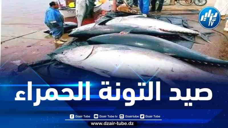تعديل القرار الوزاري المنظم لحملة صيد التونة الحمراء