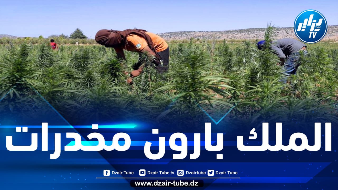 المخزن حوّل المملكة إلى “دولة مخدرات” منذ زمن طويل