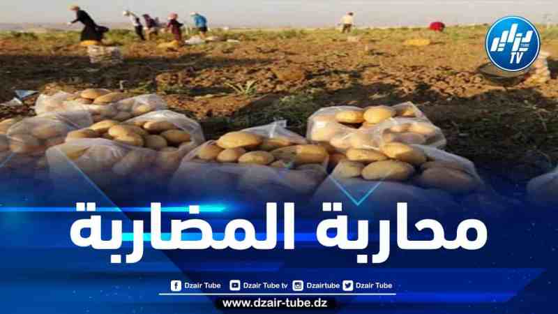 ضخ كميات كبيرة من البطاطا في السوق لكسر المضاربة