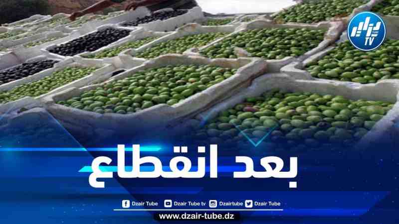 أزيد من 40 مشاركا في المعرض الوطني للزيتون ومشتقاته ببني عمران في ولاية بومرداس
