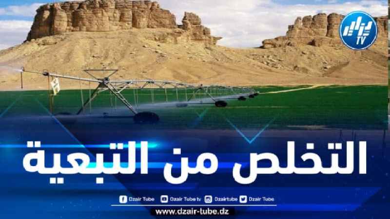 خطة الحكومة لتحقيق الاكتفائي في شعبة الحبوب.. هكذا ستستغل الجزائر الجنوب الكبير