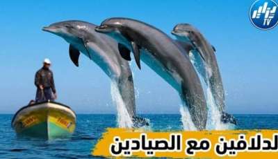 بالفيديو…شاهد صياد جزائري يلتقط صور جميلة للدلافين و هي تسبح على مقربة من شواطئ سيدي فرج