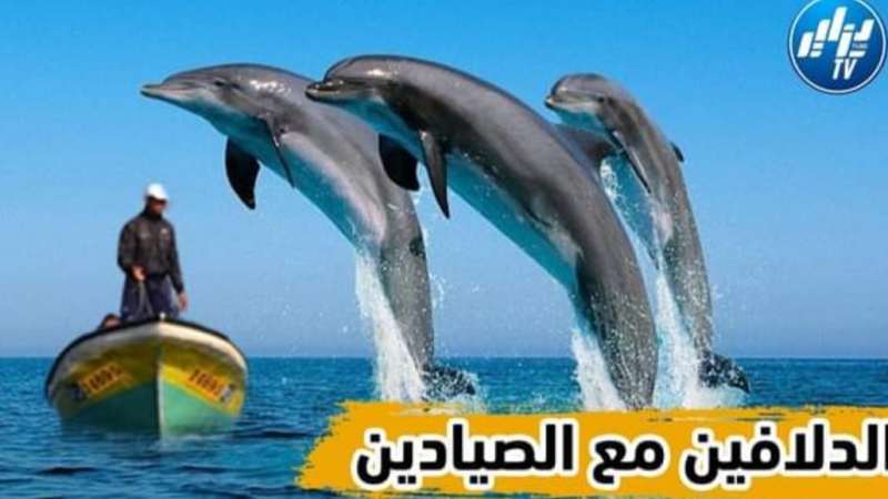 بالفيديو…شاهد صياد جزائري يلتقط صور جميلة للدلافين و هي تسبح على مقربة من شواطئ سيدي فرج