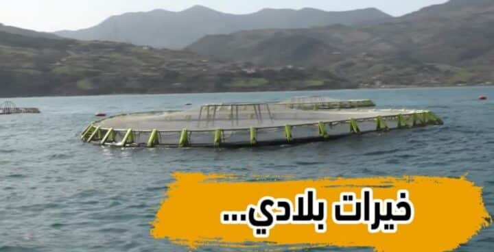 بالفيديو…شاهد الشلف مفخرة الصيد البحري … و الوزير يقف على الإنجازات المحققة