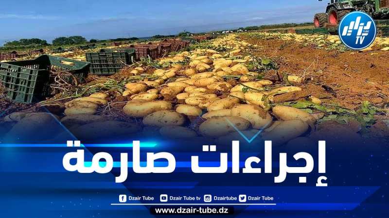 إجراءات صارمة ضد منتجي البطاطا الرافضين جني محاصيلهم