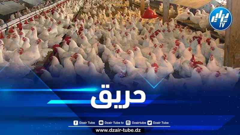 البويرة: نفوق 3400 دجاجة في حريق داخل مستودع لتربية الدواجن