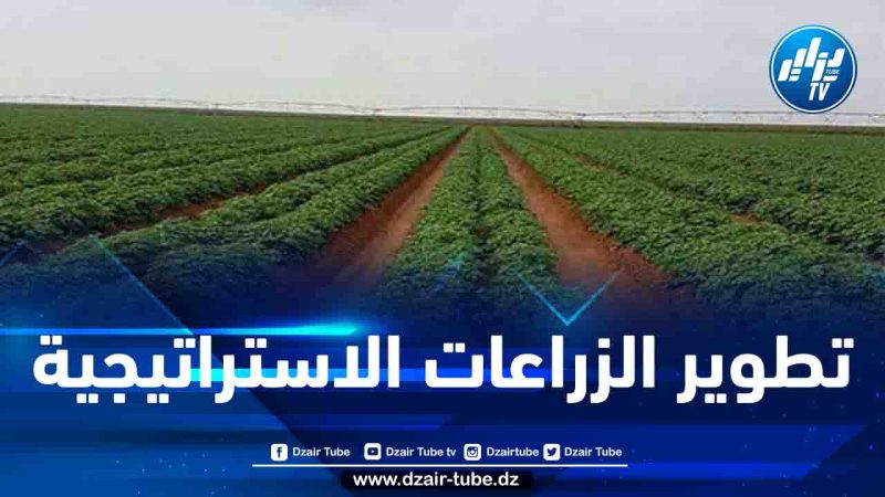 توزيع 95 ألف هكتار على المستثمرين بـ 5 ولايات صحراوية