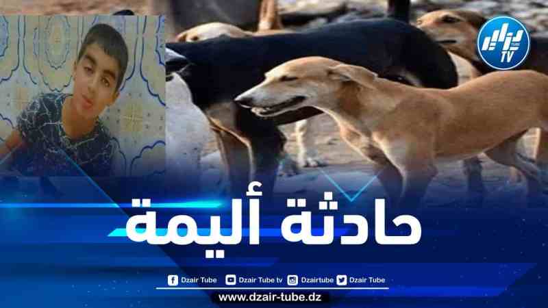 البليدة: كلاب ضالة تهاجم طفلا وترديه قتيلا بالعفرون
