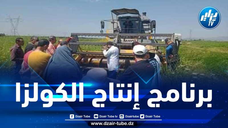 لجنة تحقيق تحلّ بولايات شرق البلاد للوقوف على صعوبات إنتاج السلجم الزيتي
