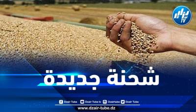 الجزائر تشتري نحو 90 ألف طن من القمح في مناقصة دولية