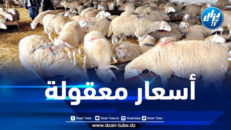 الجزائرية للحوم الحمراء تشرع في بيع الأضاحي بأسعار معقولة