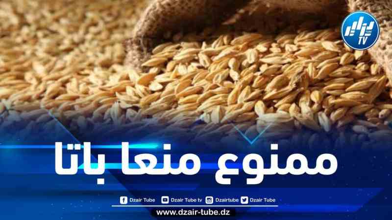 وزارة الفلاحة:منع استعمال القمح الصلب واللين كمادة أولية لتغذية الأنعام