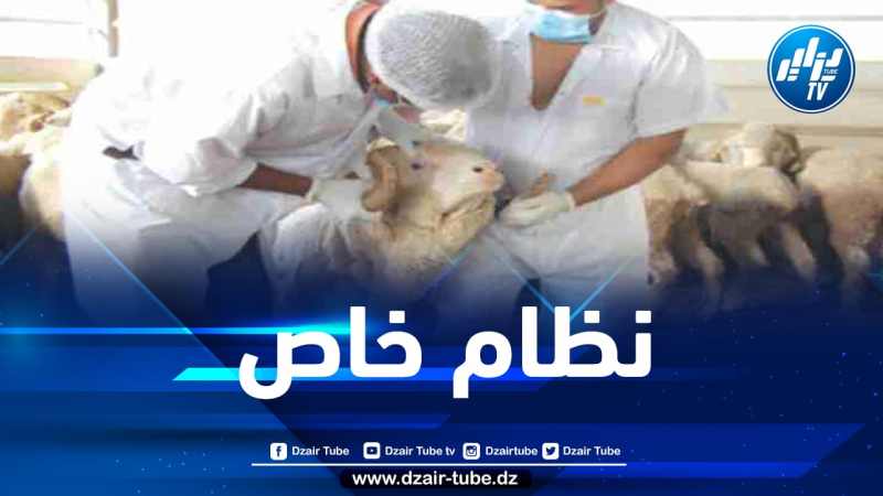 وزارة الفلاحة تعلن عن تجنيد بياطرة بنقاط بيع ونحر الأضاحي