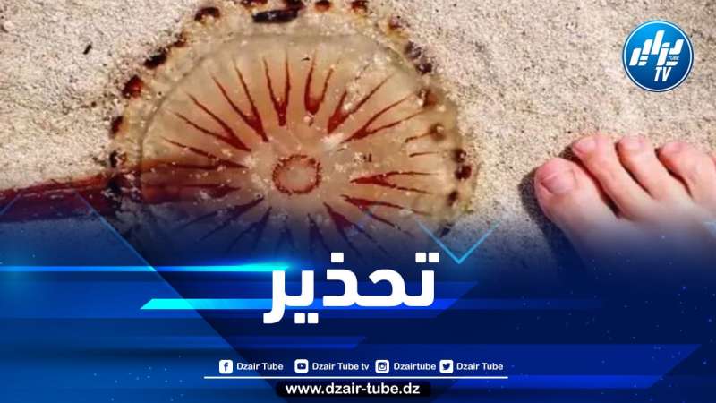الحماية المدنية بتيبازة تحذر من قنديل البحر