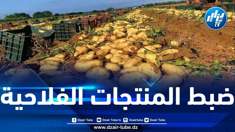 وزارة الفلاحة وبالتنسيق مع وزارة التجارة تشرع في إخراج كميات هامة من البطاطا من أجل بيعها بأسعار مناسبة