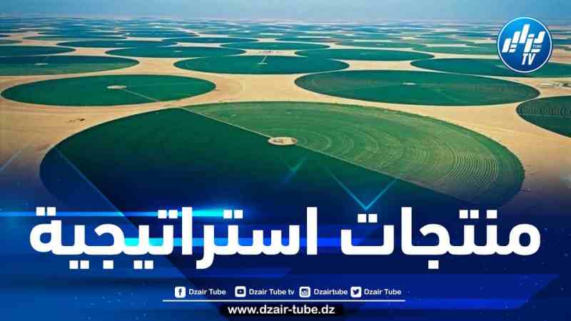 ديوان تطوير الزراعات الصناعية بالأراضي الصحراوية يطلق النداء الثاني لمشاريع الاستثمار الزراعي والزراعات التحويلية