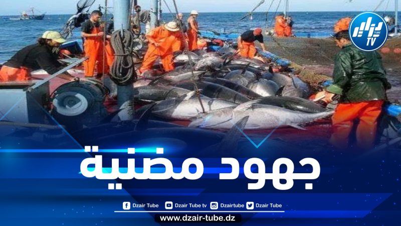 الجهود الدولية لوزارة الصيد البحري تكلل برفع حصة الجزائر من صيد التونة لموسم 2022 / 2023