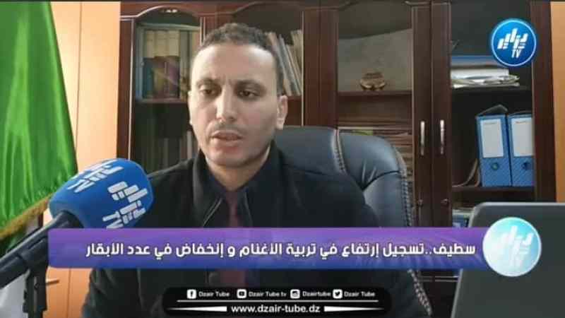 شاهد الجديد في ثروة اللحوم…في إحصاءات تخص الثروة الحيوانية ولاية سطيف تسجل إرتفاع في تربية الأغنام و إنخفاض في عدد الأبقار