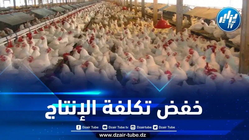 توفير المواد الأولية لإنتاج أعلاف الدواجن بداية من هذا الشهر