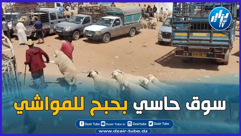 هكذا هي الأجواء و إنطباعات الموالين بالسوق الأسبوعي للمواشي بحاسي بحبح