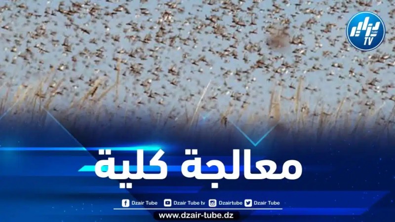وزارة الفلاحة: المعالجة الكلية لأسراب الجراد المتسللة عبر الحدود الجنوبية الغربية