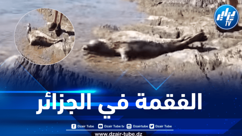 ظهور فقمة بشواطئ جيجل .. مديرية الصيد البحري توضح